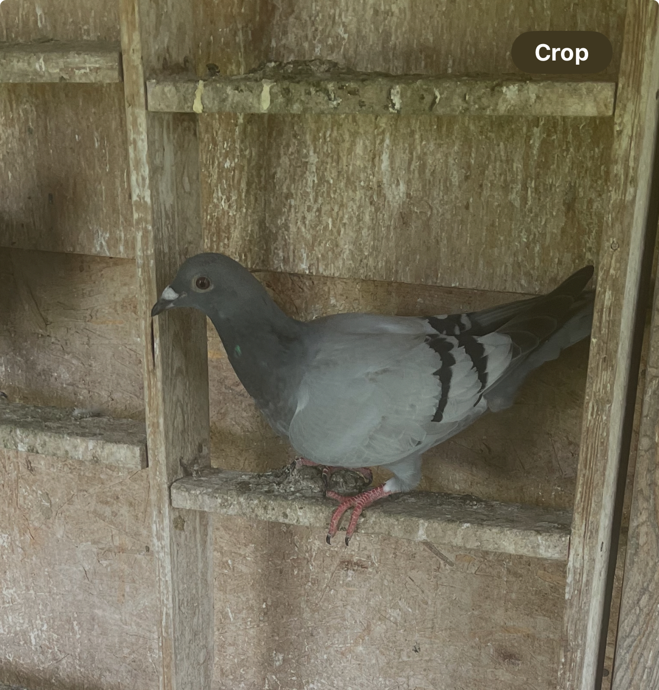 2025 young bird inbred greiple and kittel and gladiator 