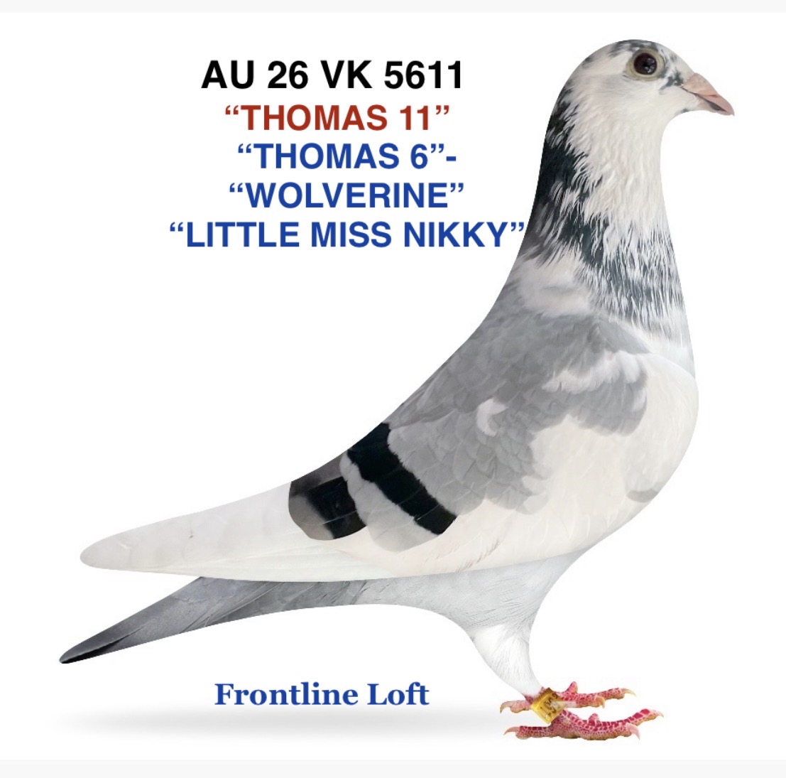 “THOMAS 6” - “WOLVERINE” -“LITTLE MISS NICKKY”