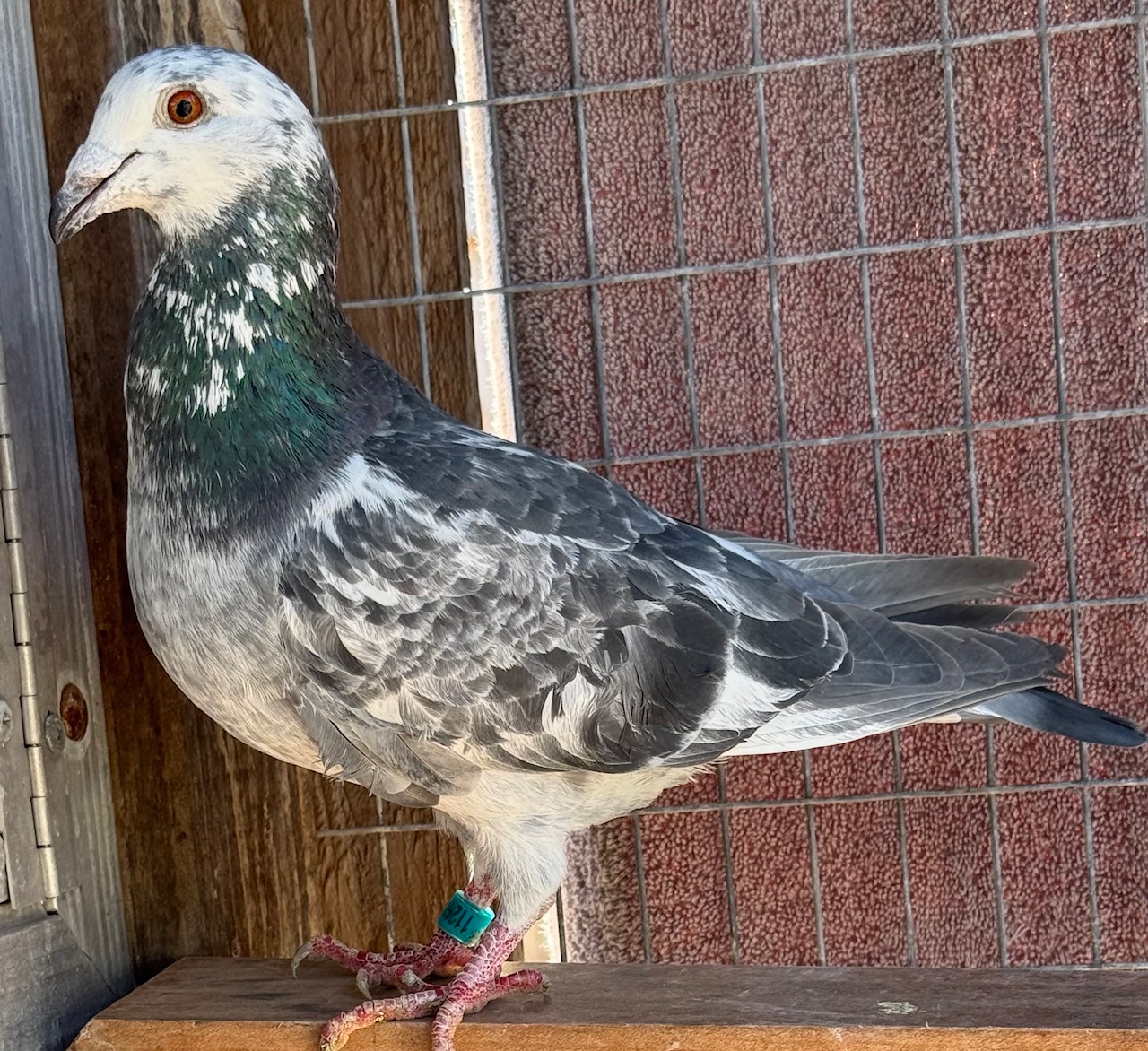 AU 2025 ARPU 112617 GRIZ COCK