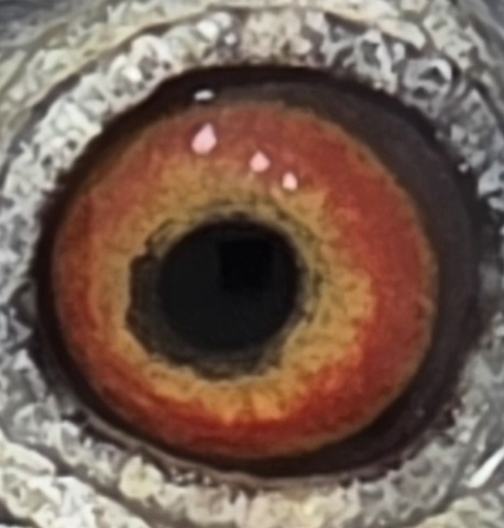 Blue Hen  au 2019 SFL 100