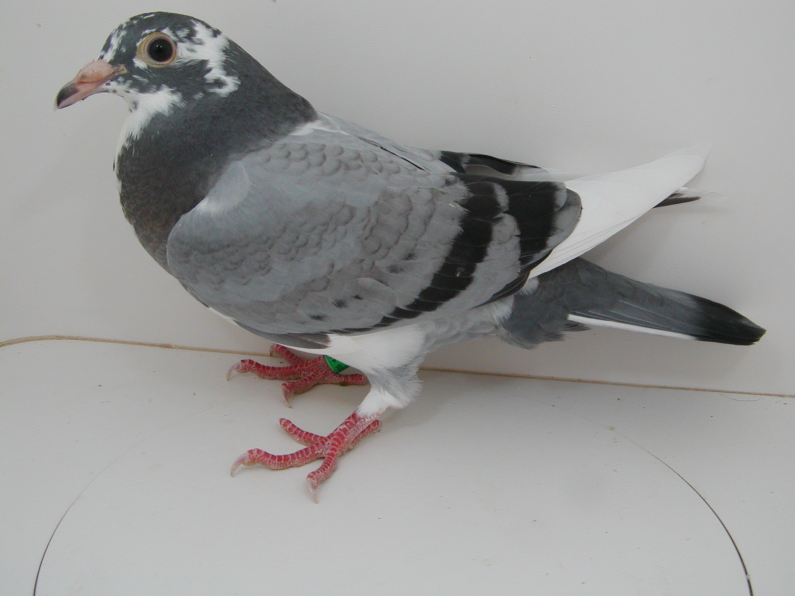 Preview Image 2