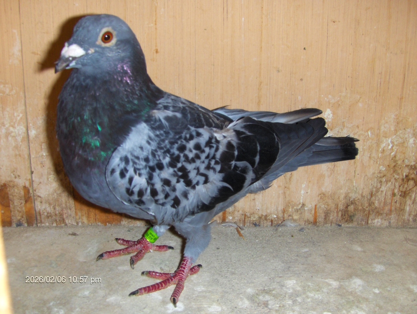 AU-23-KWAN-2359   BLUE CHECK   COCK