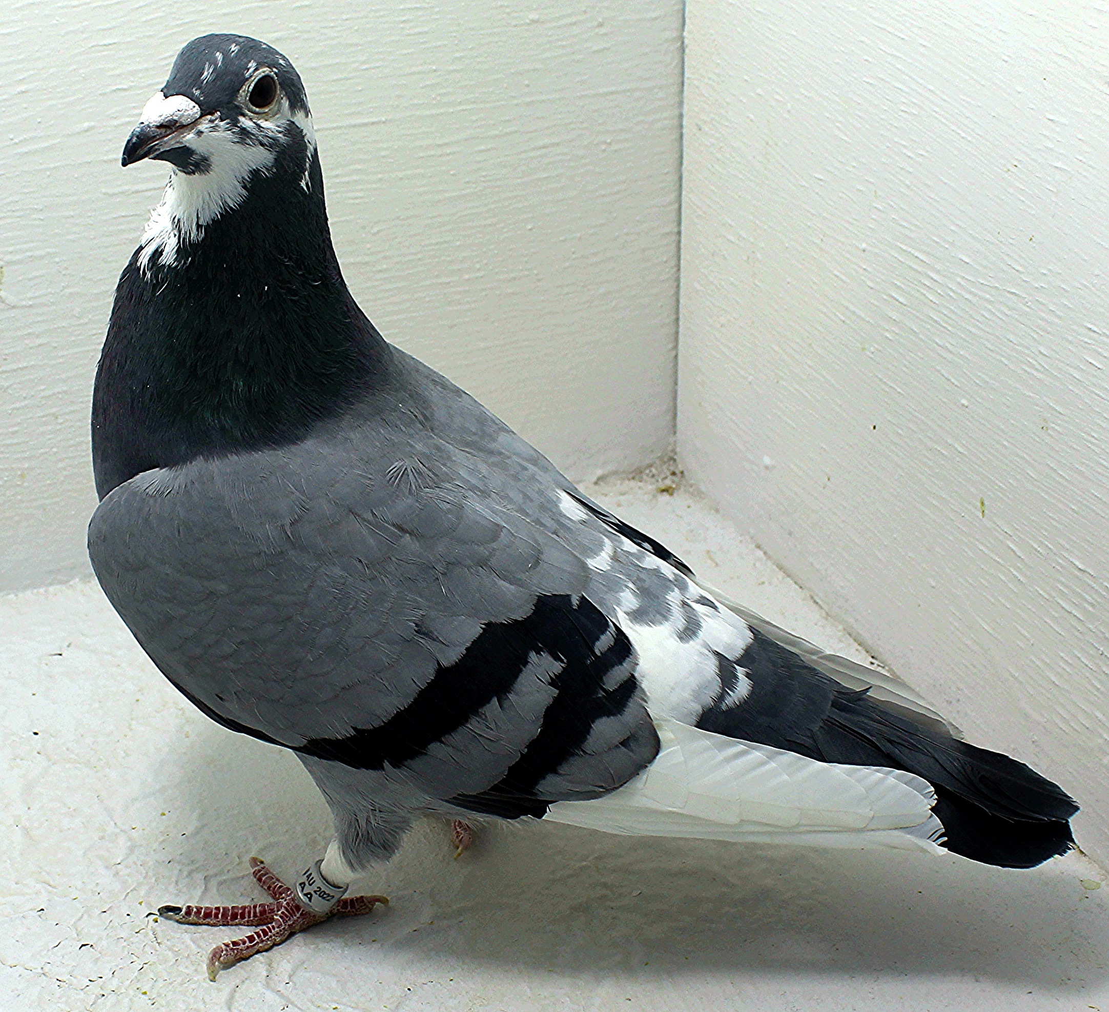 12028 AU AA 2021 Pure Hansenne Hen