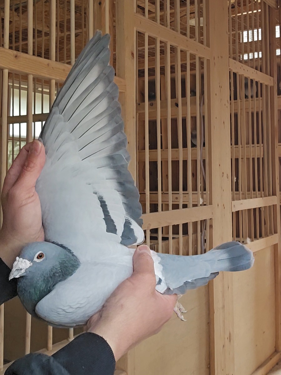 iPigeon.com - Racing Pigeon Auction