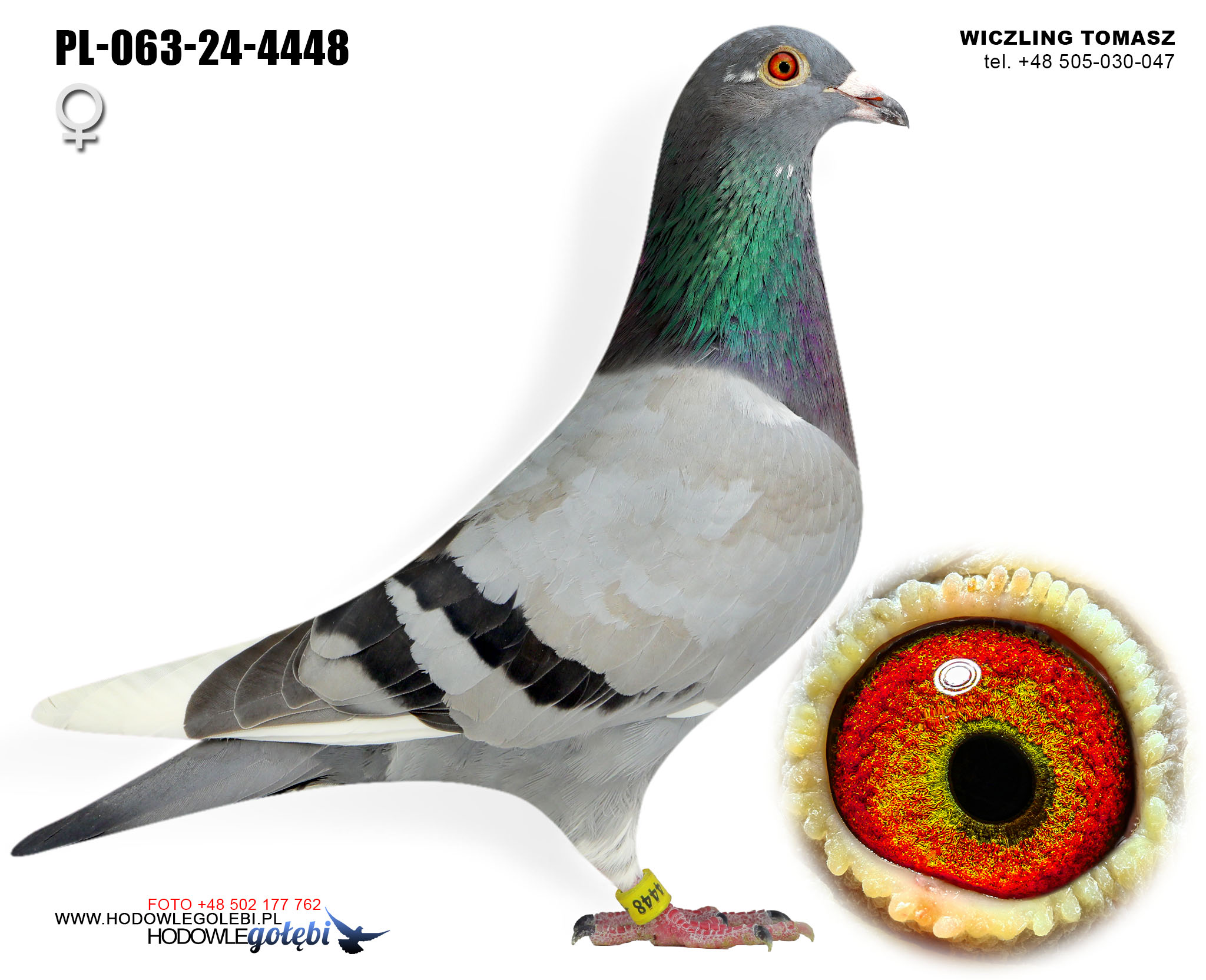 PL-063-24-4448 H