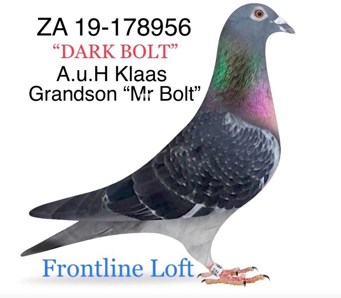 Original A.u.H Klaas Grandson "Mr Bolt"