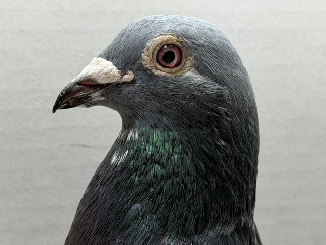Preview Image 2