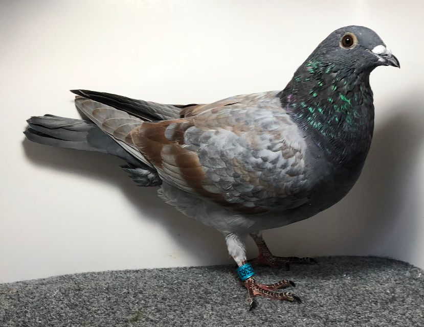 25363 RMR AU 2025 BRZ Bar C