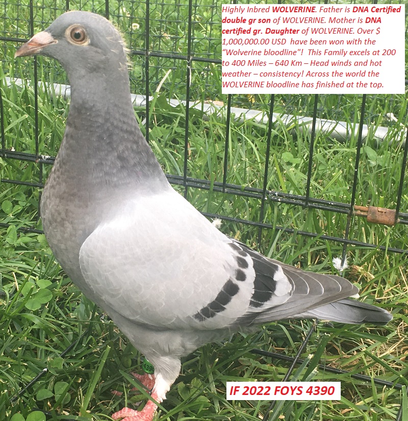iPigeon.com - Racing Pigeon Auction