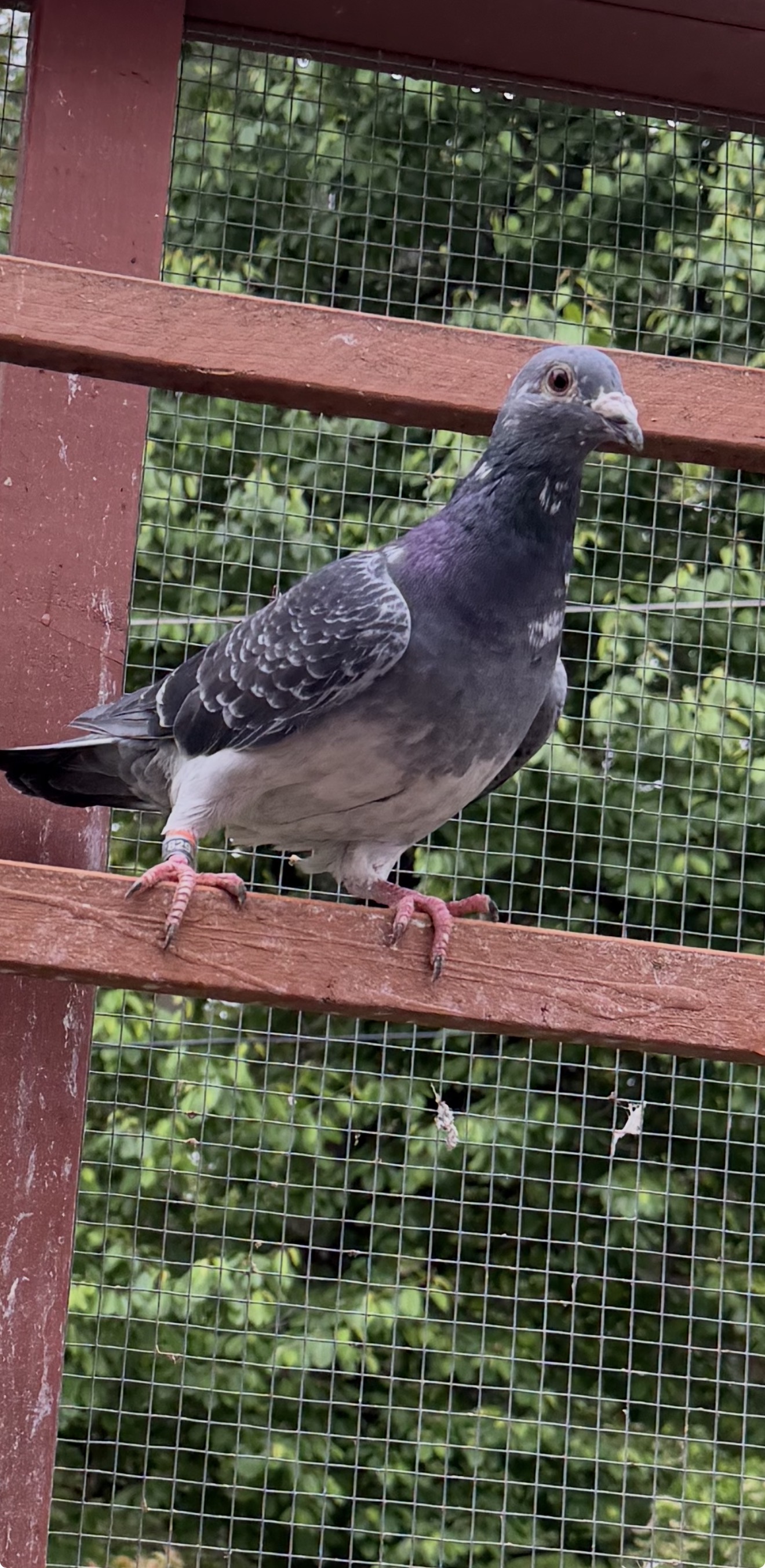 2025 cock van loon  eijerkamp  grizzlies 