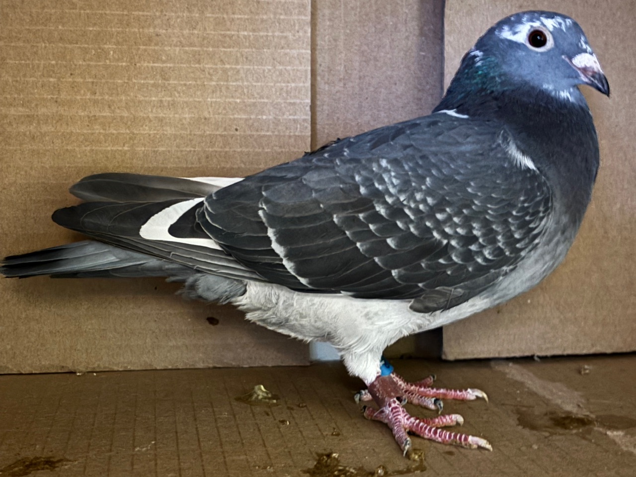 Super Machiel Buijk Aardens 