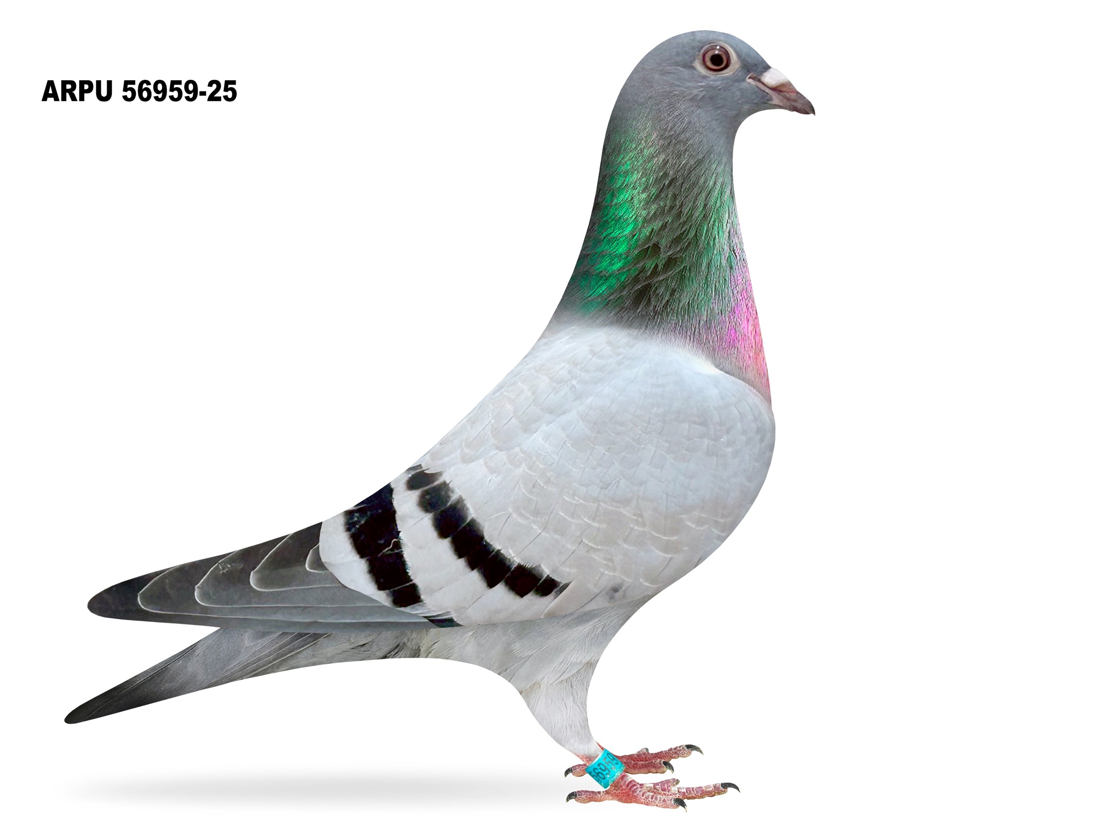 ARPU 56959-25 BB COCK