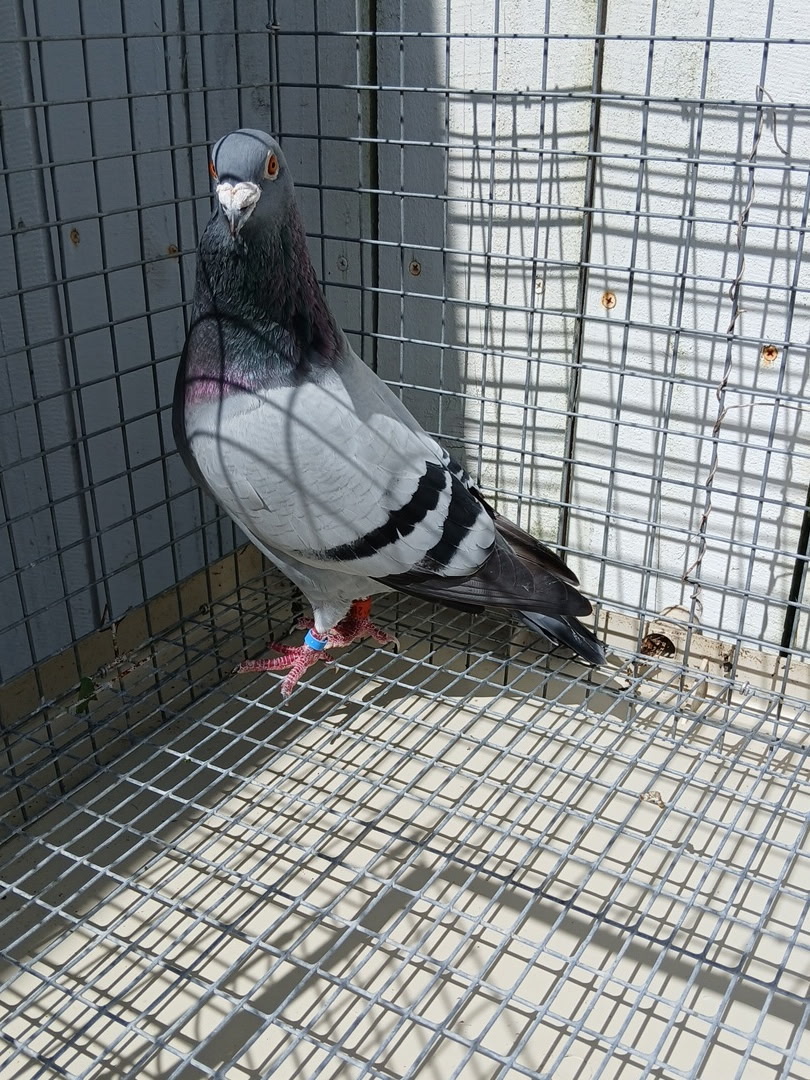 Preview Image 2