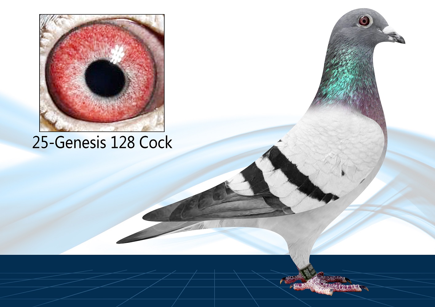 25-128 100% Gaby Vandenabeele