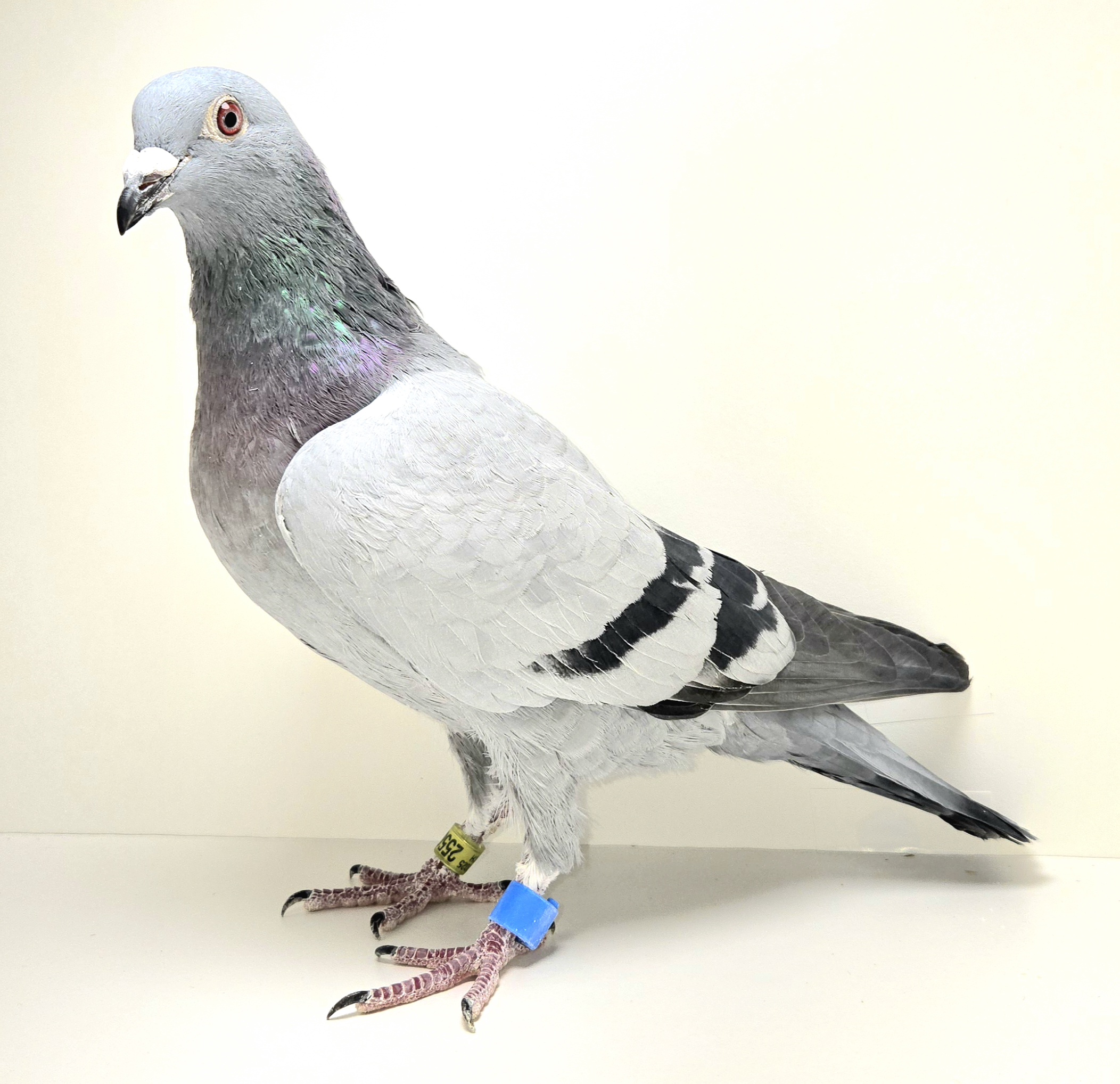 PEACH-25505-25 BB Hen