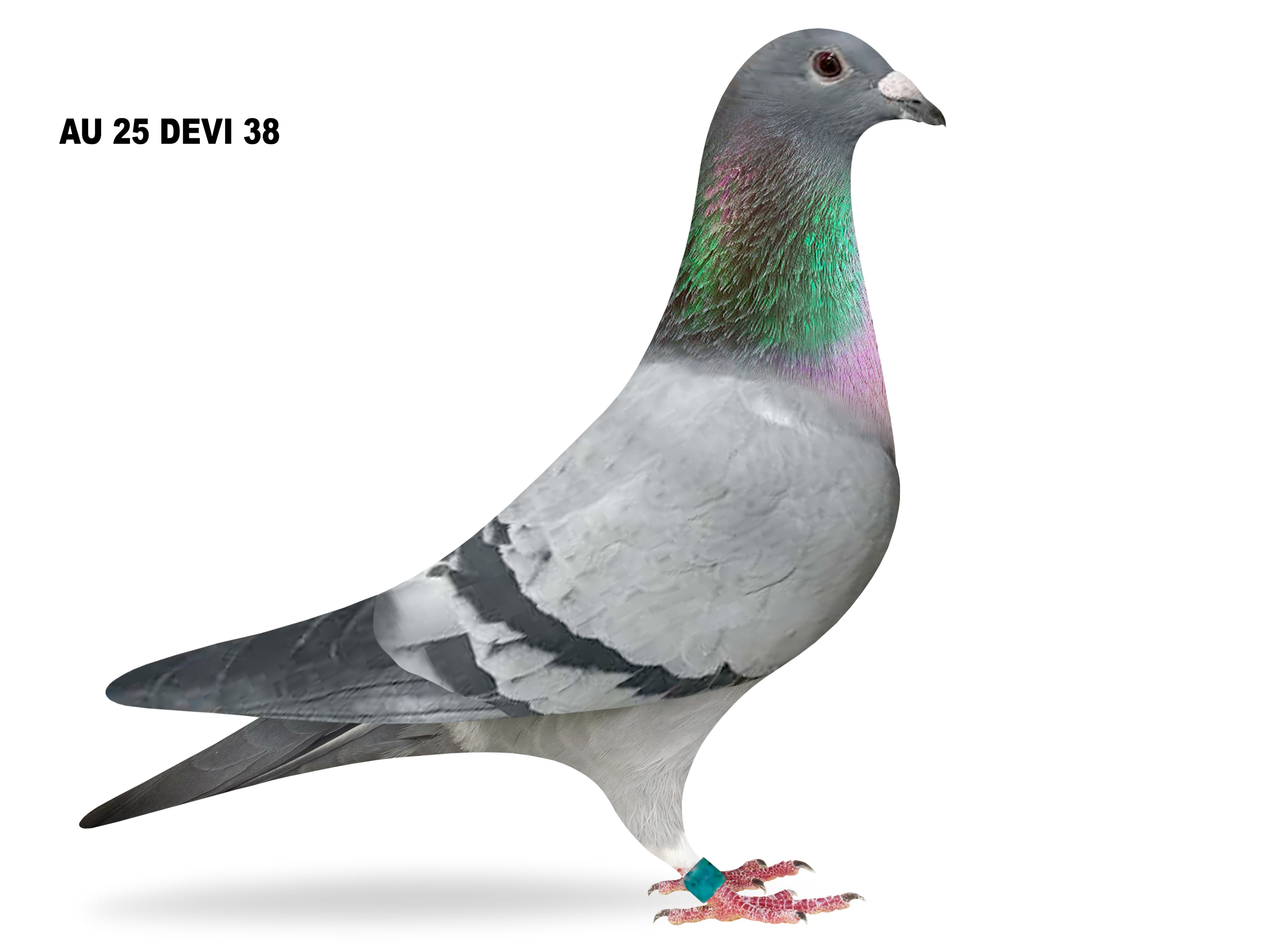 Thomas 6 X Raven X Golden Mattens