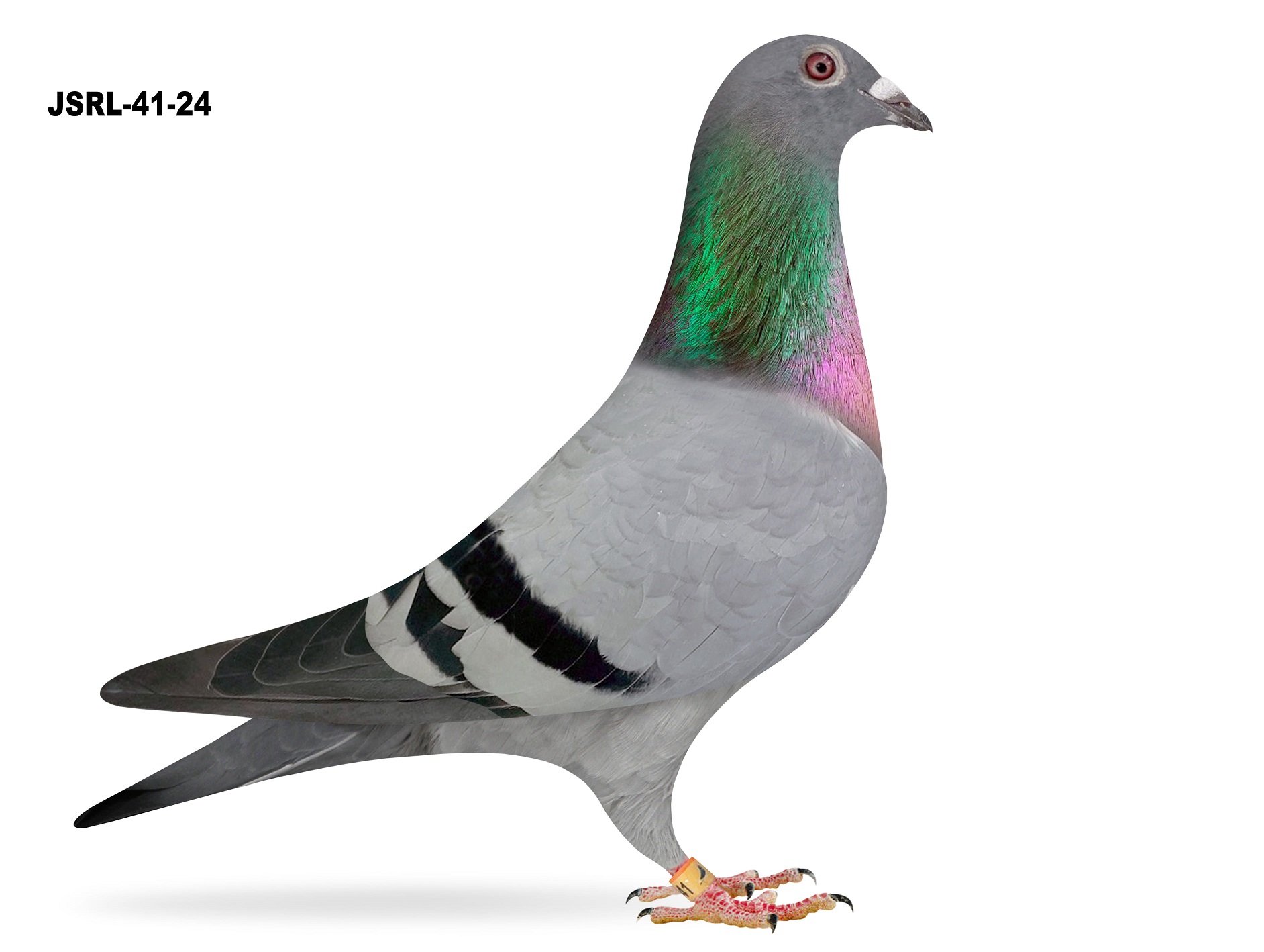 JSRL-41-24