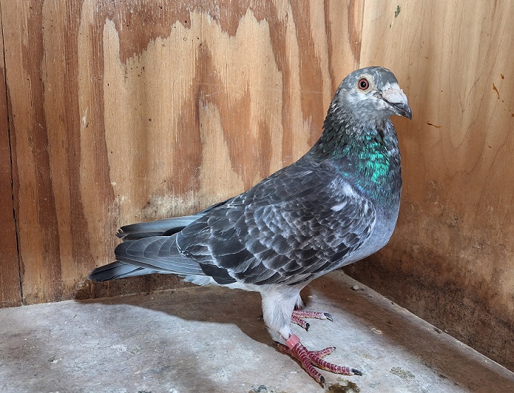 Dark Grizzle Cock IF 2022 ISL 1214 Inbred to the legendary "SILVER SHADOW" EIJERKAMP VAN LOON