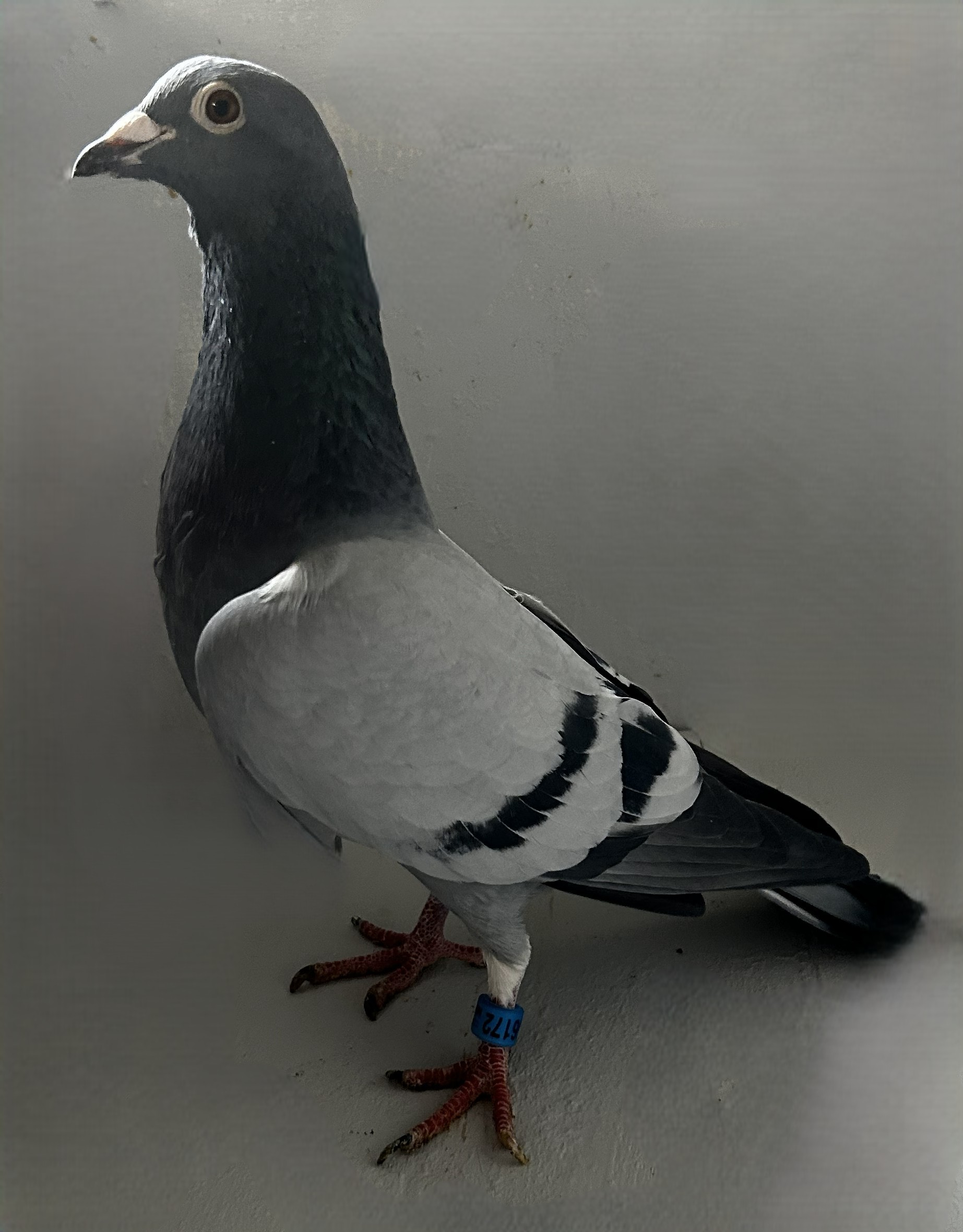 2025 Neil 56172 "Wolverine" Mike has a very good One" BB Cock