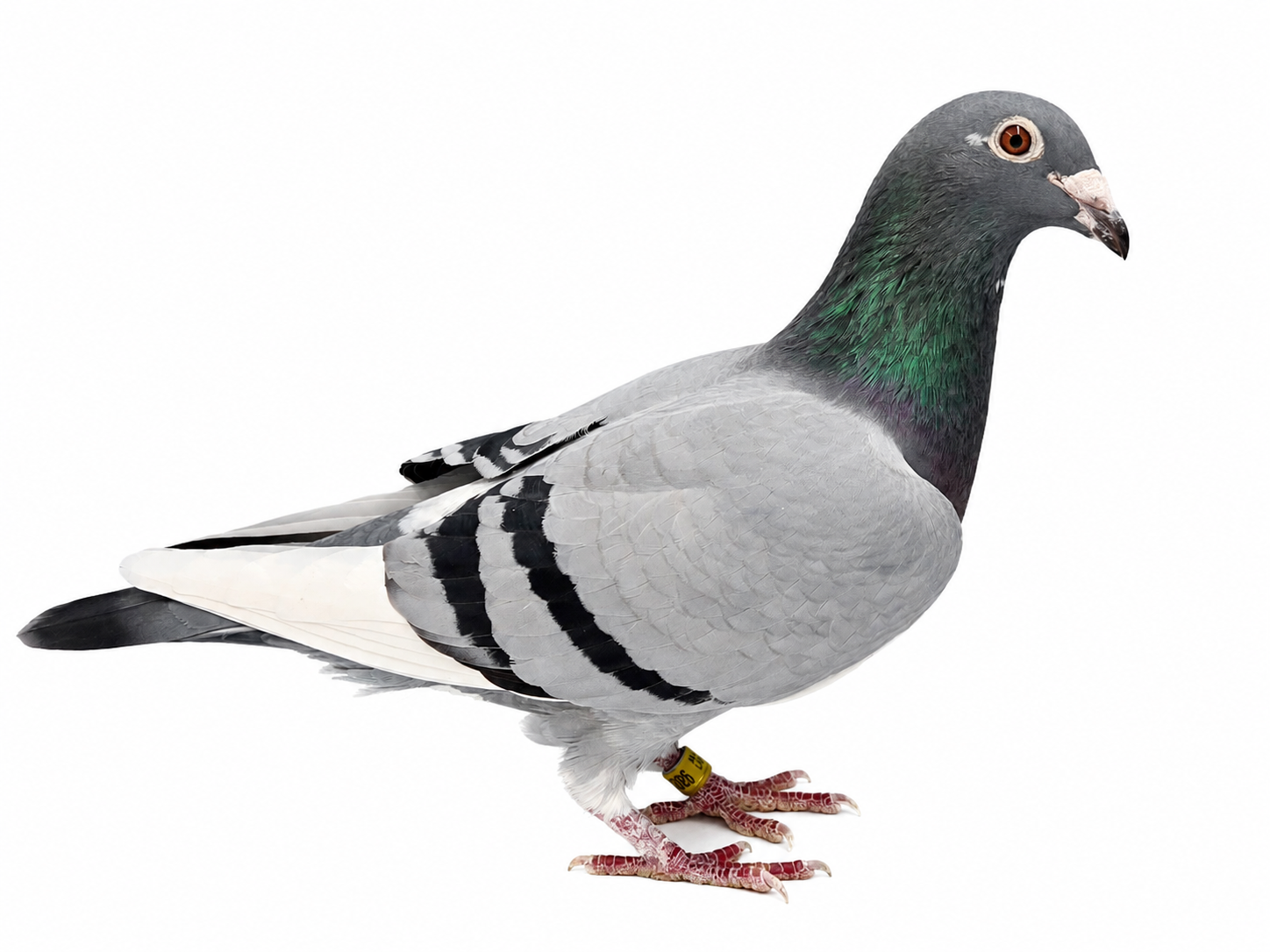 AU19-LIN-2026 (Johnny Lin Hen)