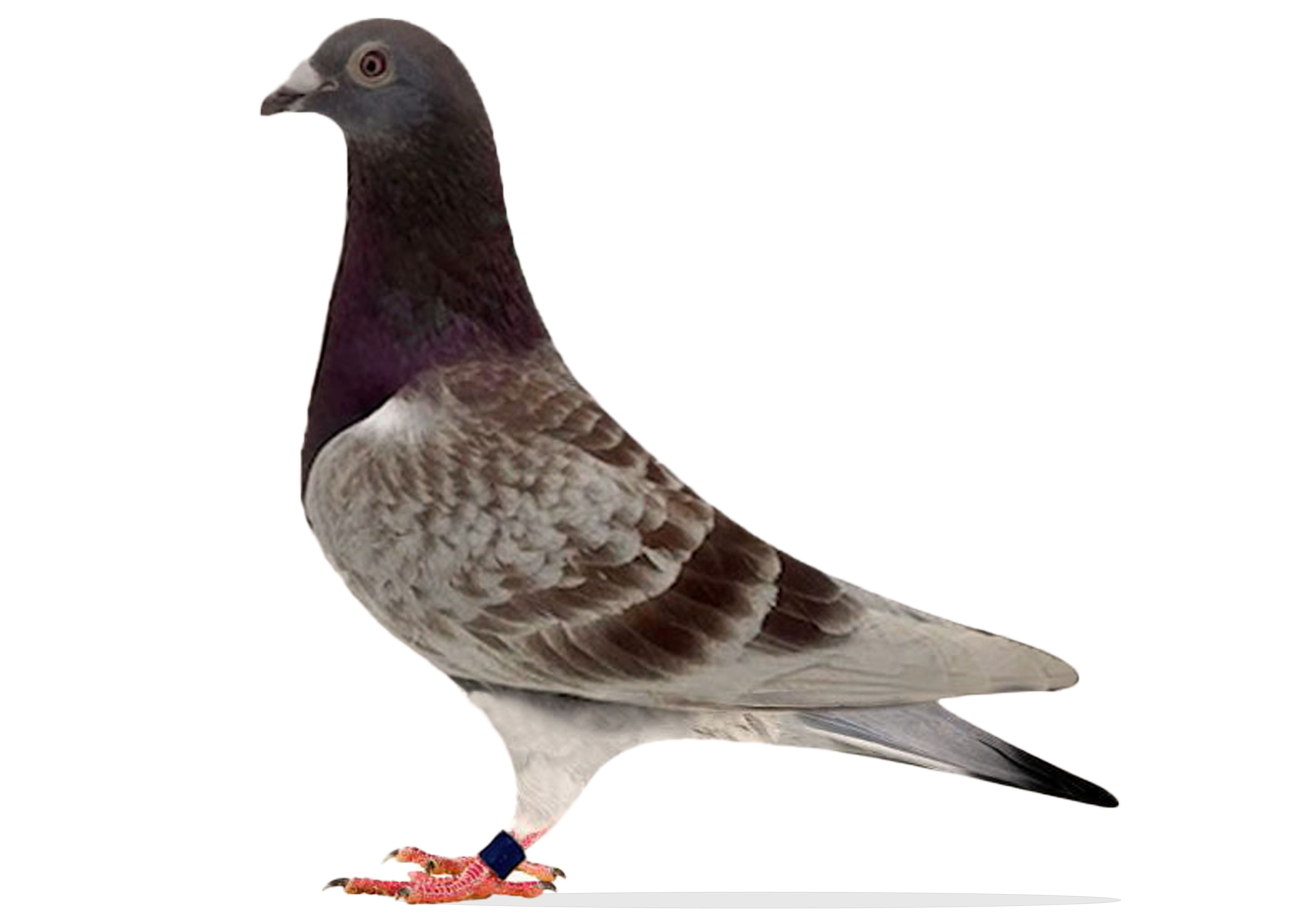 Kenny Chen Money Winner 