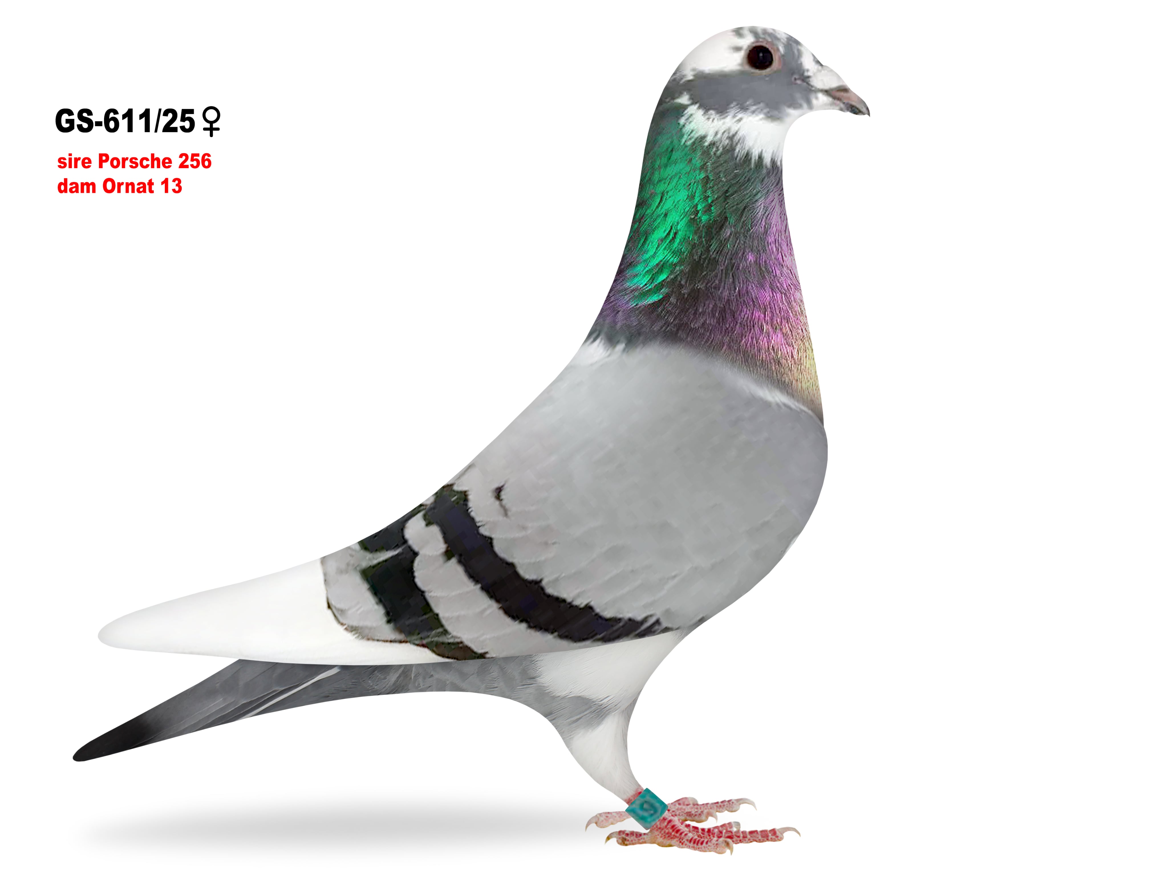 GS-611/25 Daughter Porsche 256