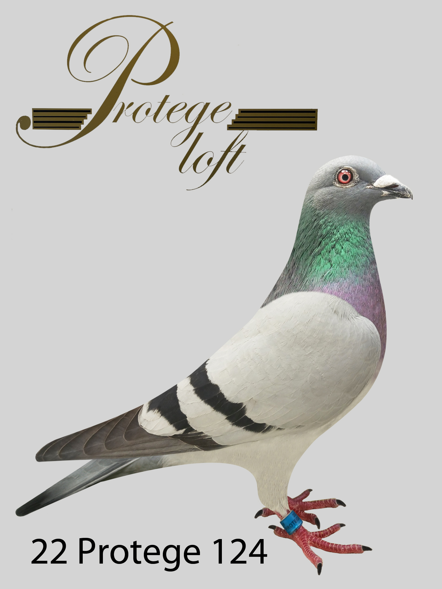 22 PROTEGE 124 - BLUE BAR - HEN