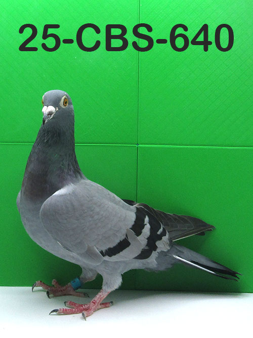 25-CBS-640 Blue hen. 