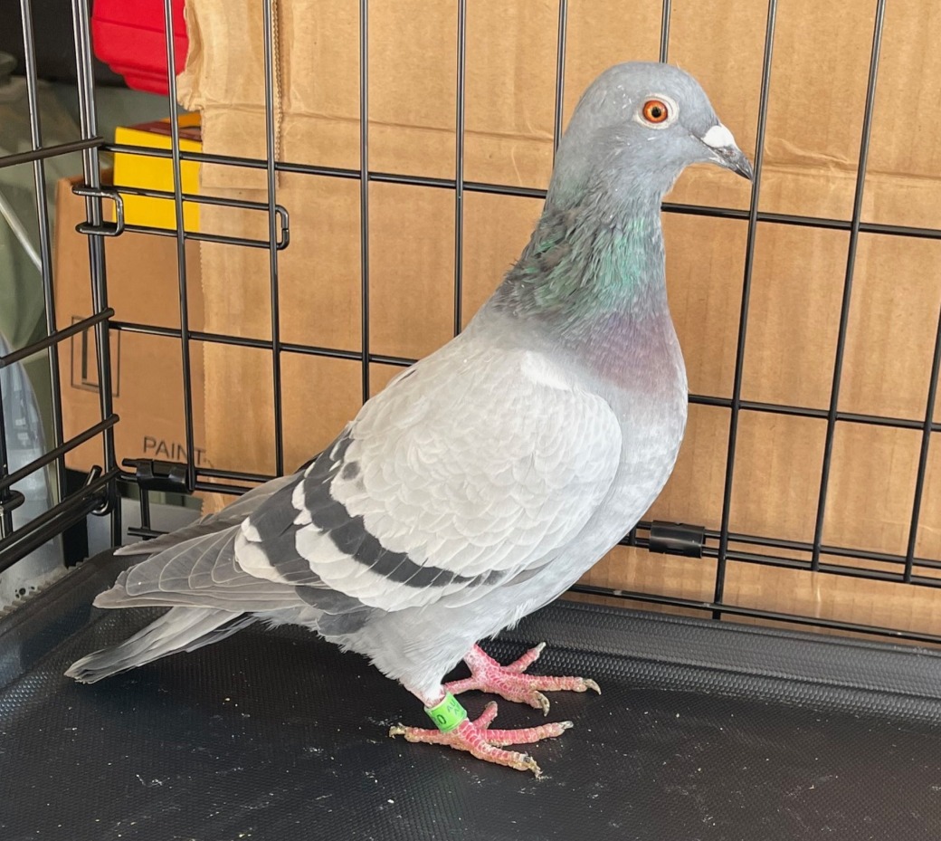 AU25-2480- LATE HATCH