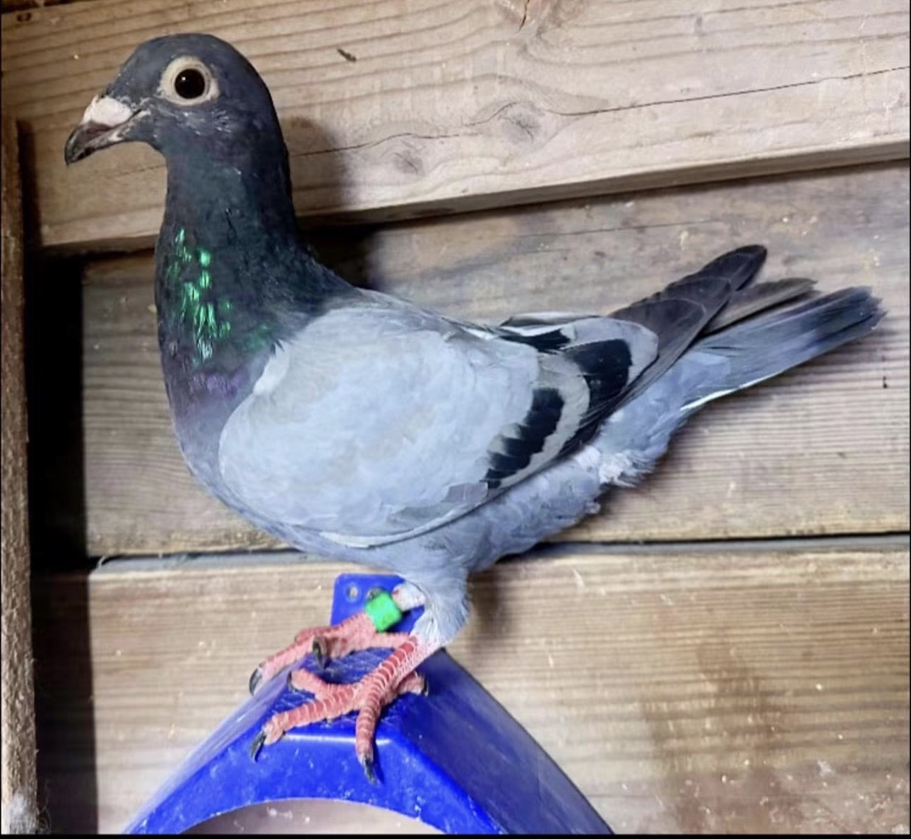Drapa SkyFigther/Polerface/Best Kittel x Import Rocket bird