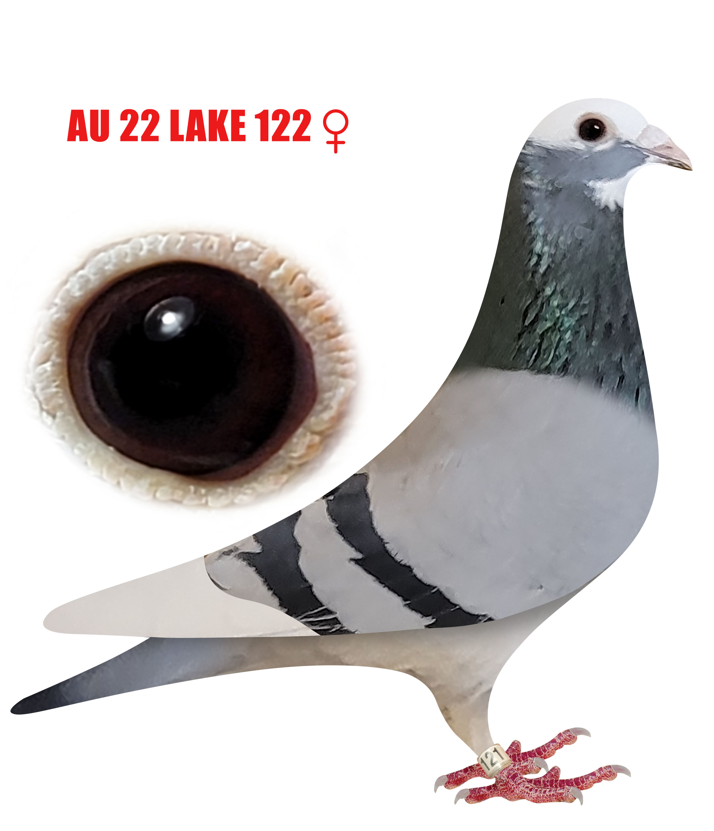 AU 22 Lake 121 BBSP Hen