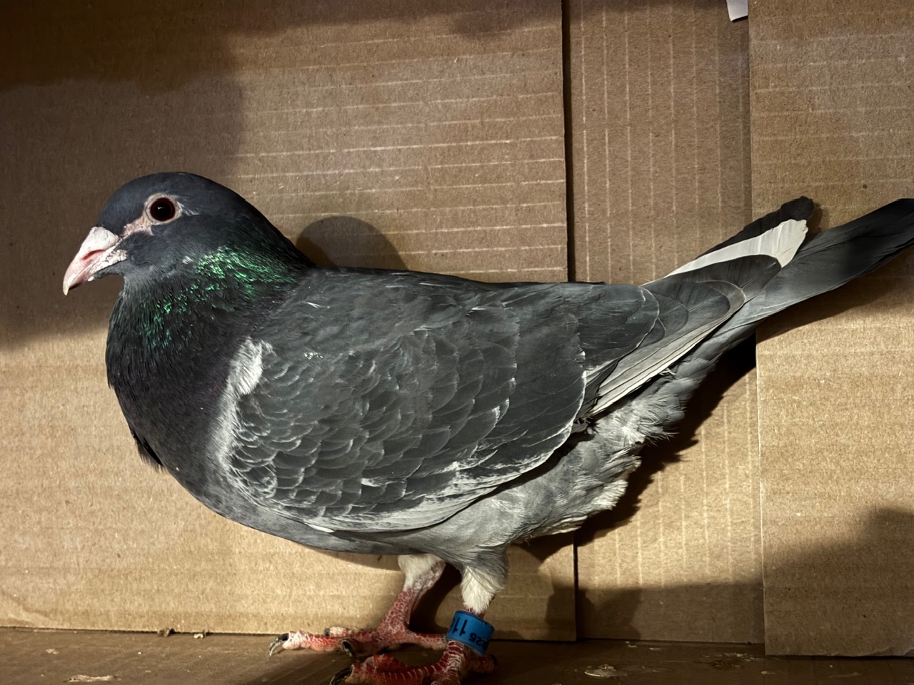 Machiel Buijk Jan aarden 