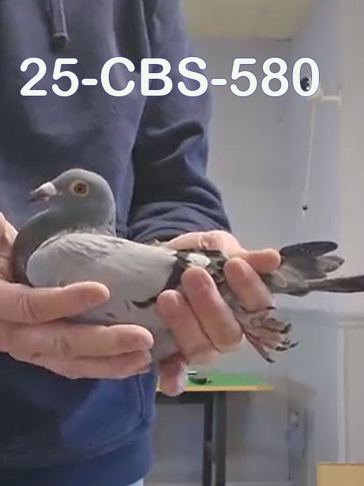 25-CBS-580 Blue cock