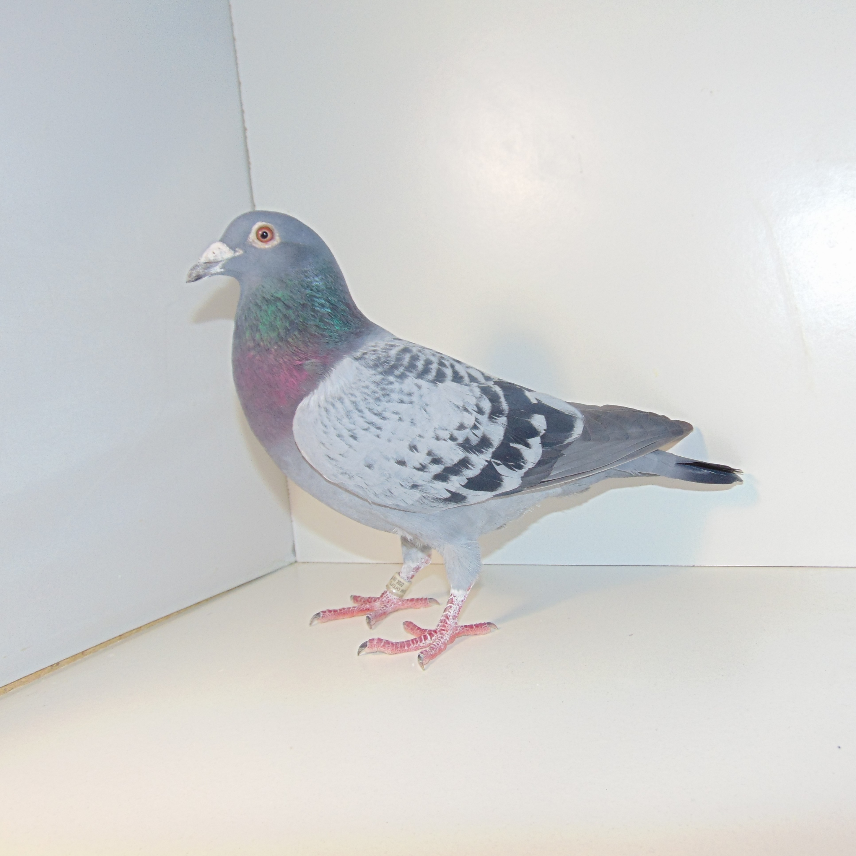 22 AU 6527 Gus Jo Jo