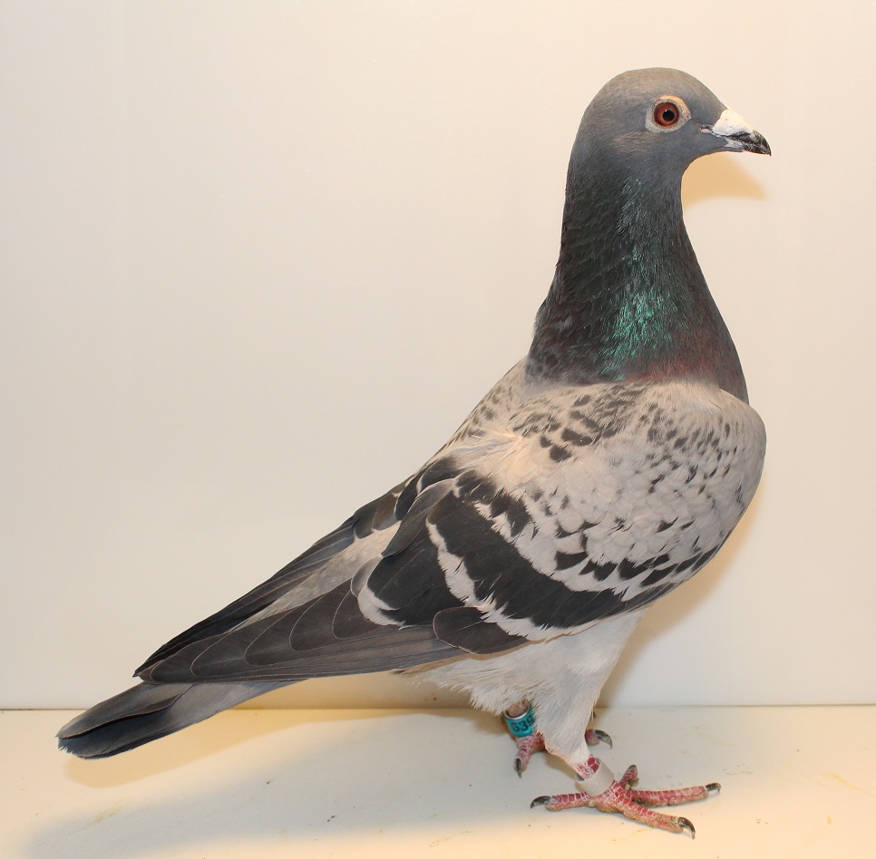 AU 25 GBW 639 DC COCK