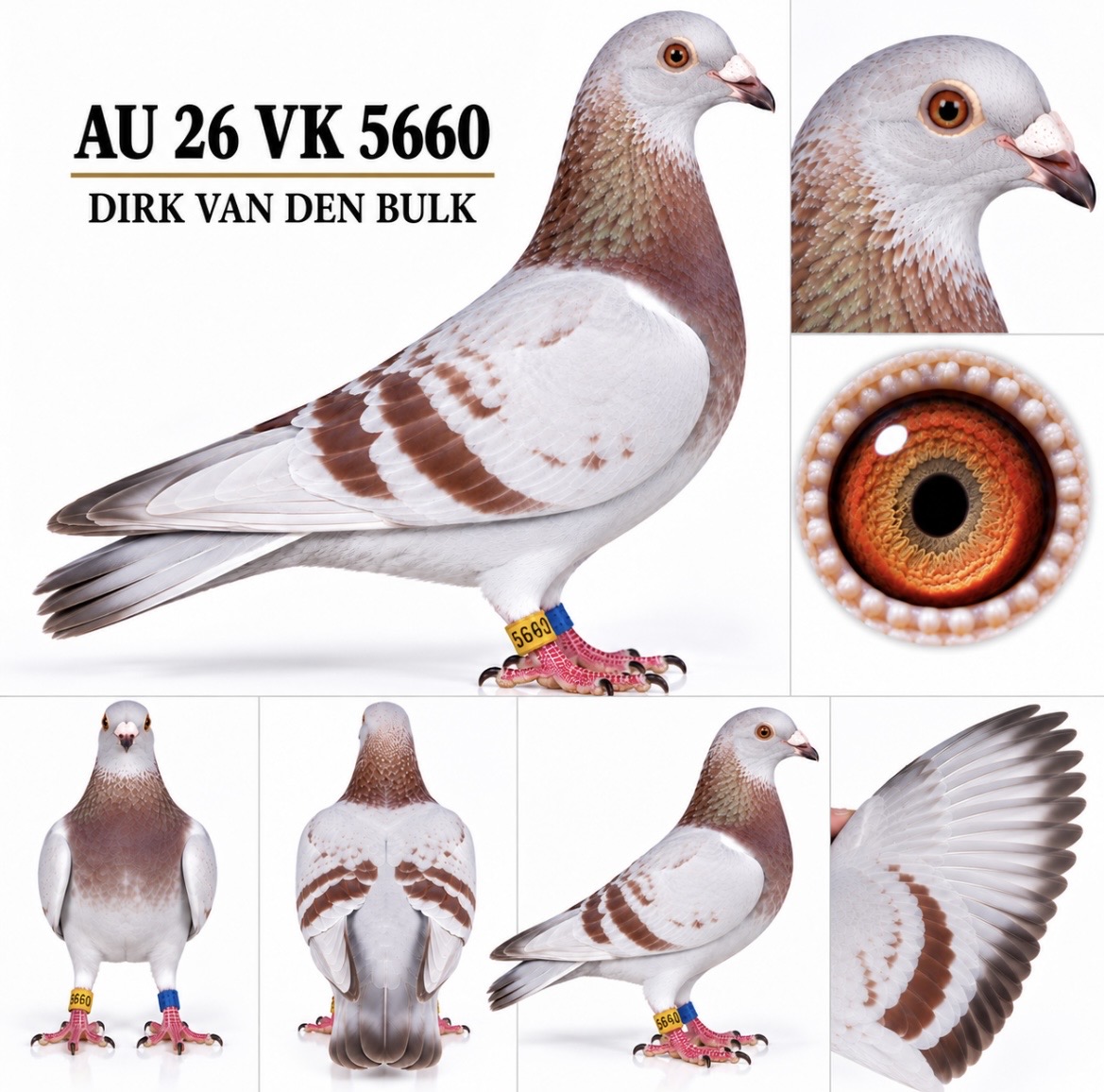 DIRK VAN DEN BULK