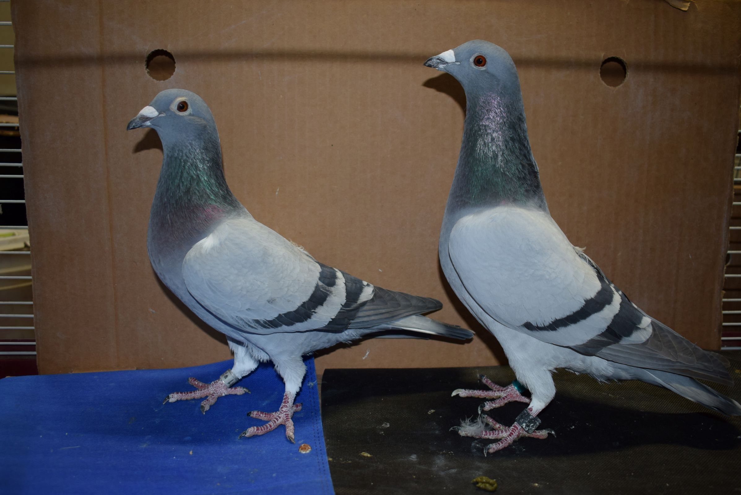 iPigeon.com - Racing Pigeon Auction