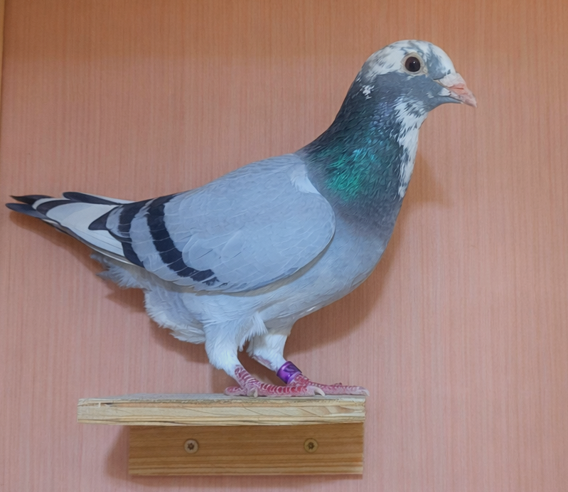 2022 Jayce x Gaston Girl Splash Hen