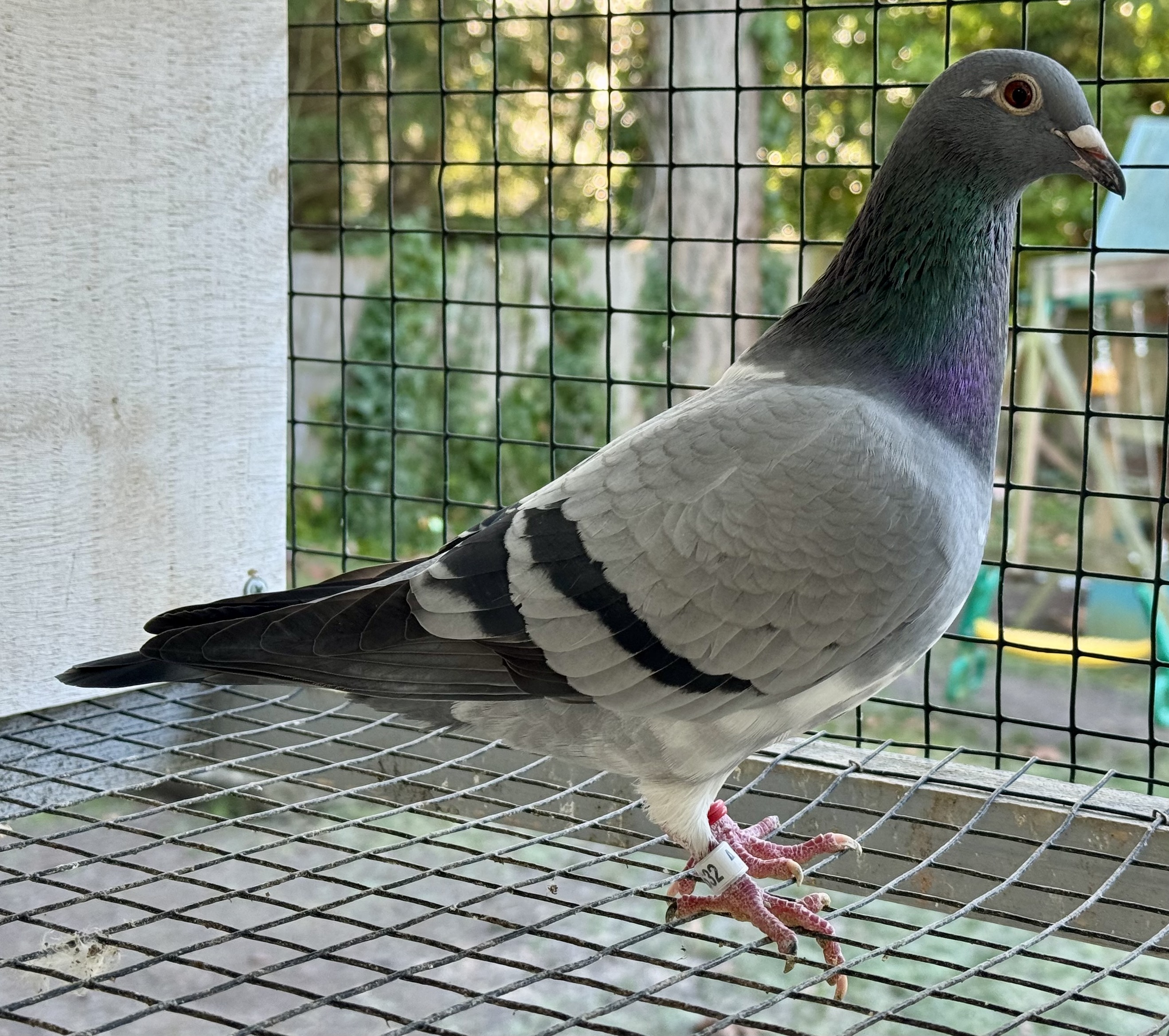 AU 2025 JEDDS 4632 BB hen