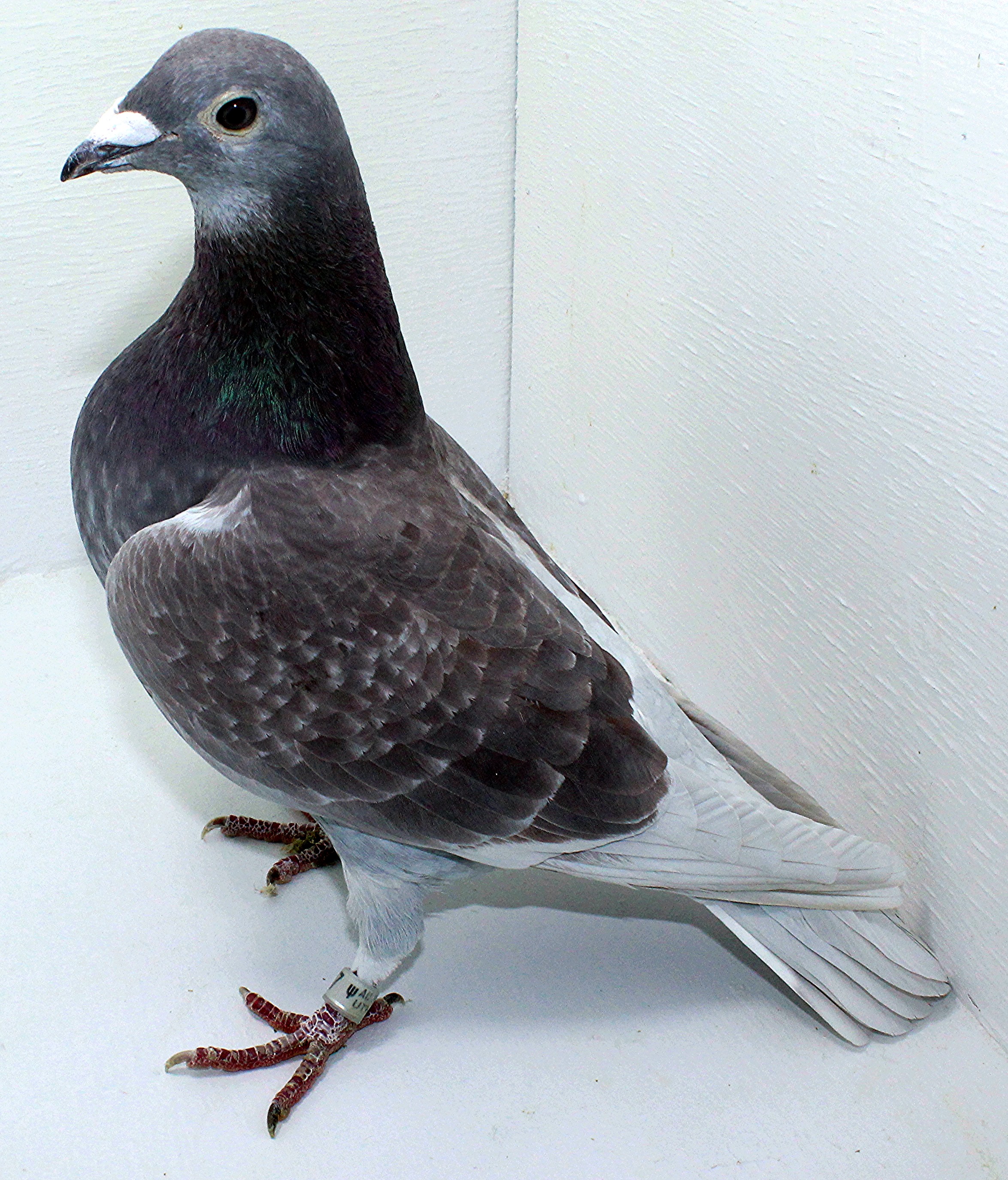 iPigeon.com - Racing Pigeon Auction
