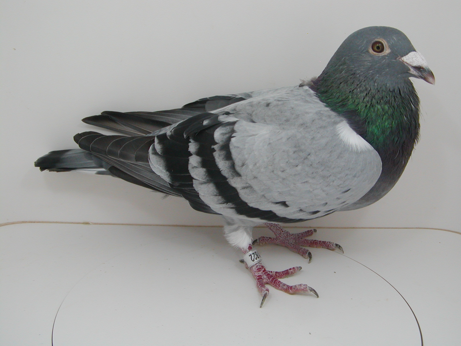 AU 25 JEDDS 1822 "DIAMOND EYES" LINEAGE