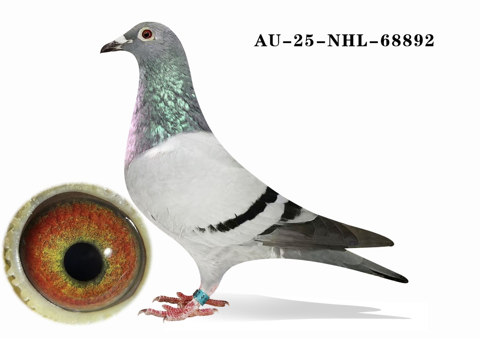 AU-25-NHL-68892