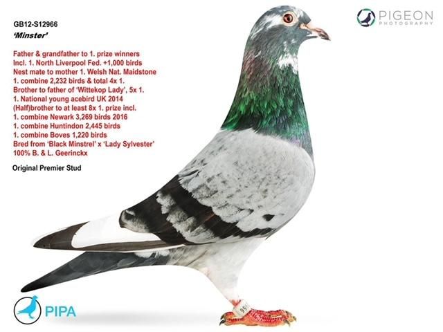 GS-556/23 Geerinckx hen