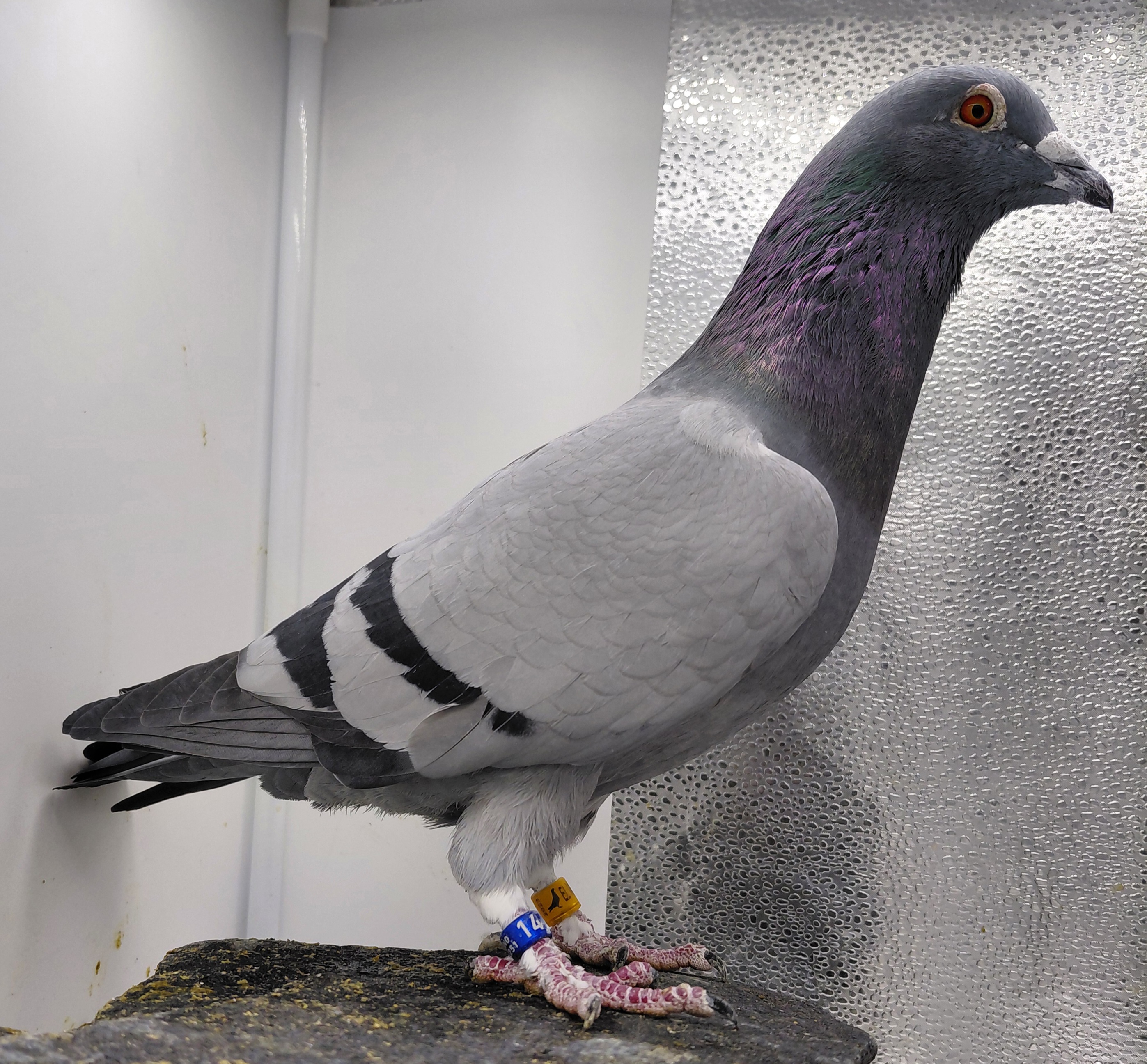 VYK  3207-24 BB COCK