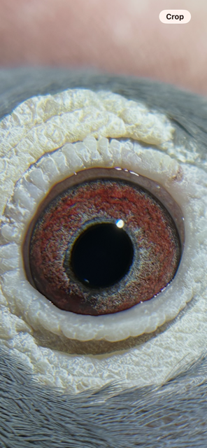 Preview Image 2