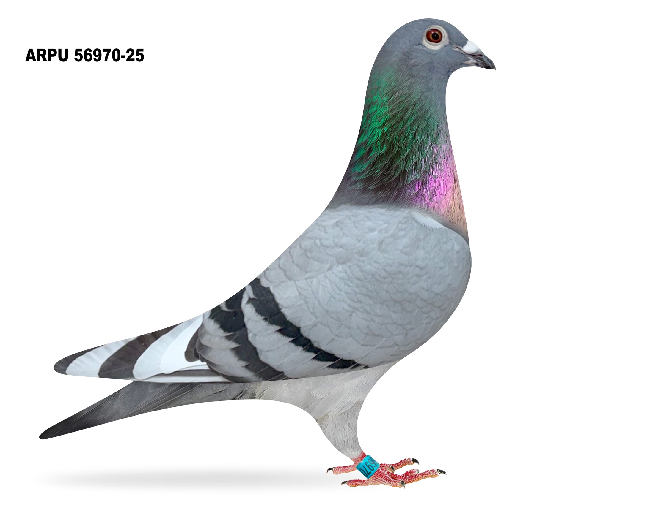 ARPU 56970-25 BBWF HEN (LAST ONE)