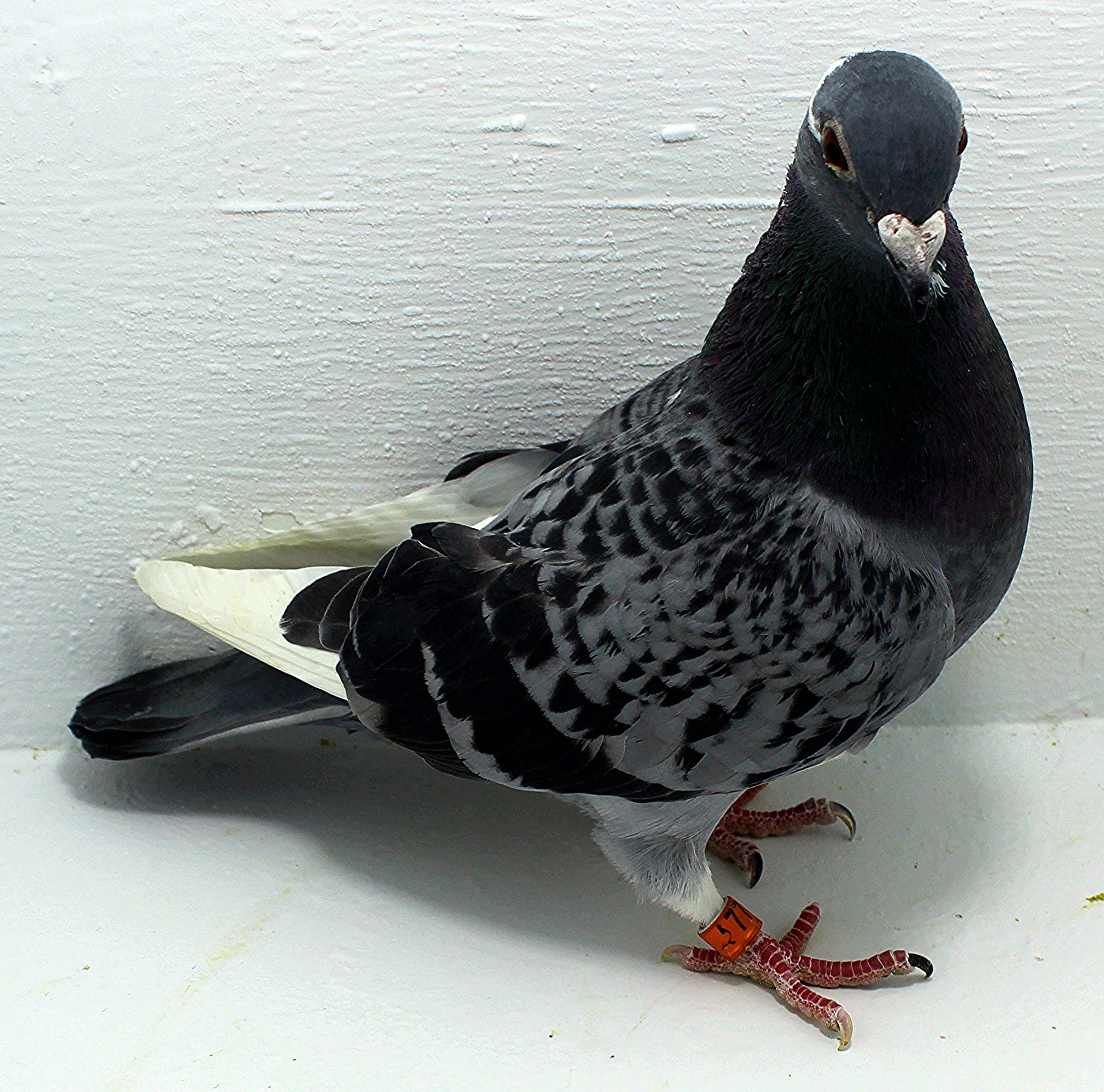 77 USA 2025 Pure Hansenne