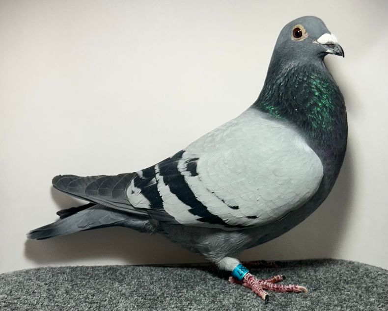 2587 WICK AU 2025 BB C