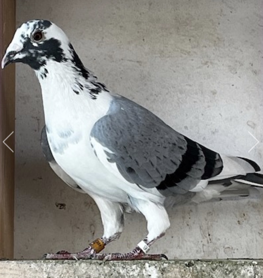 IF-24-TFLMD-989 BB WFLT SPLASH COCK