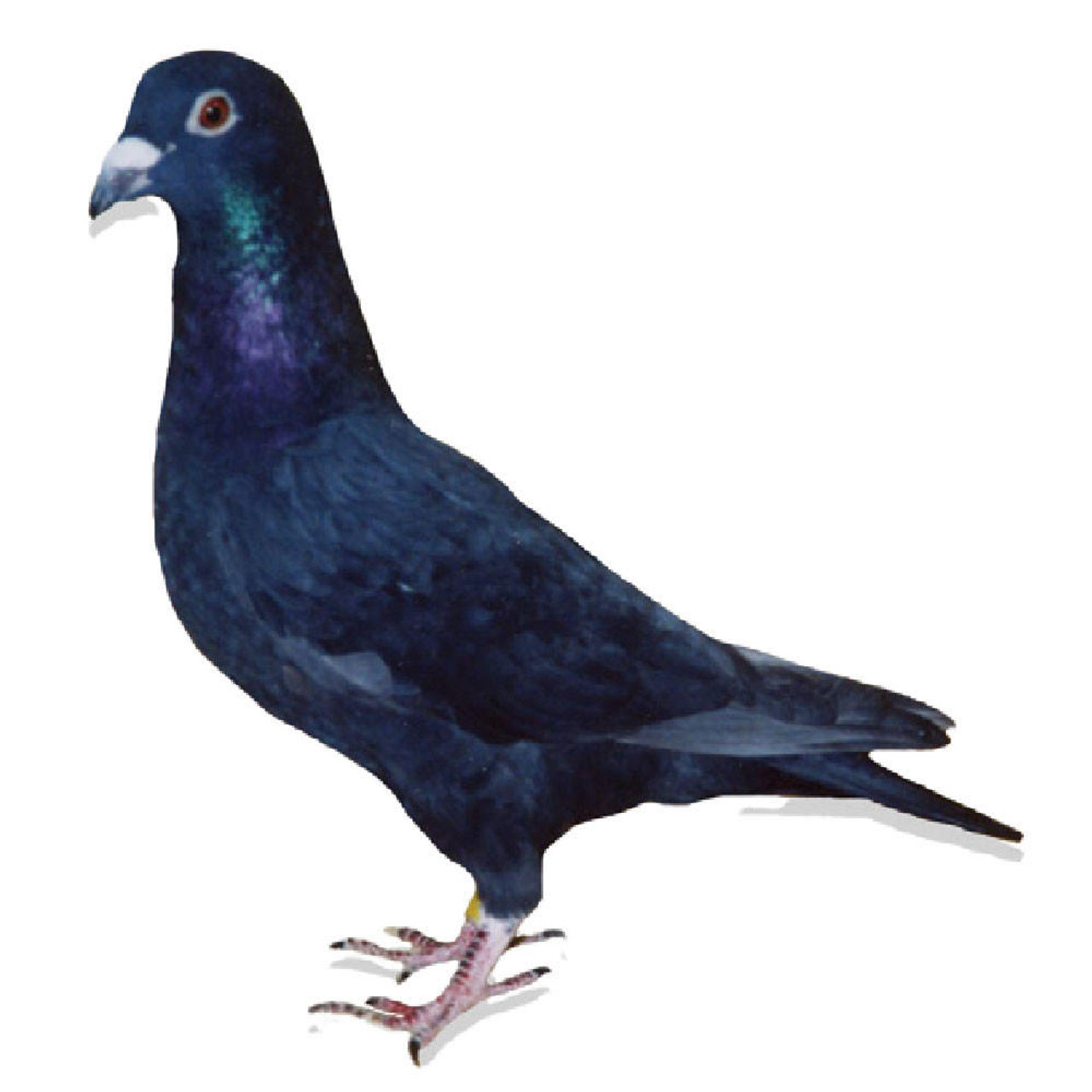 AU 21 OAKS 706 Black Hen